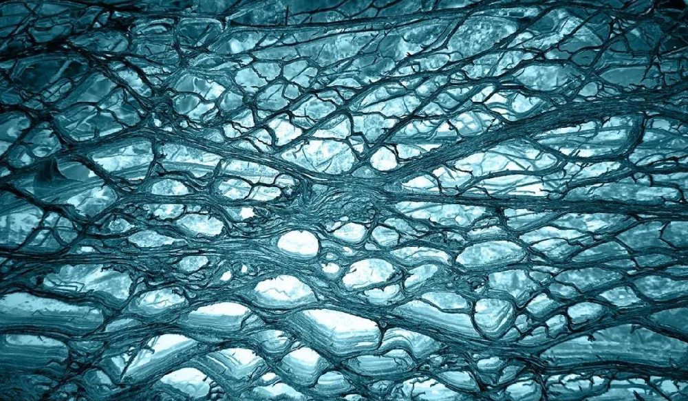 生物相容性測試圖